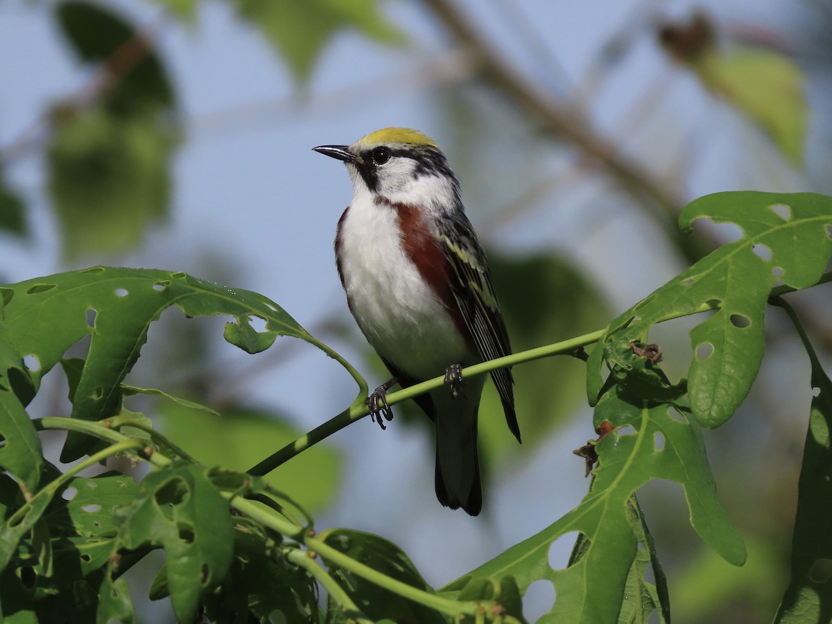 Chestnut-sided Warbler - Tim Carney