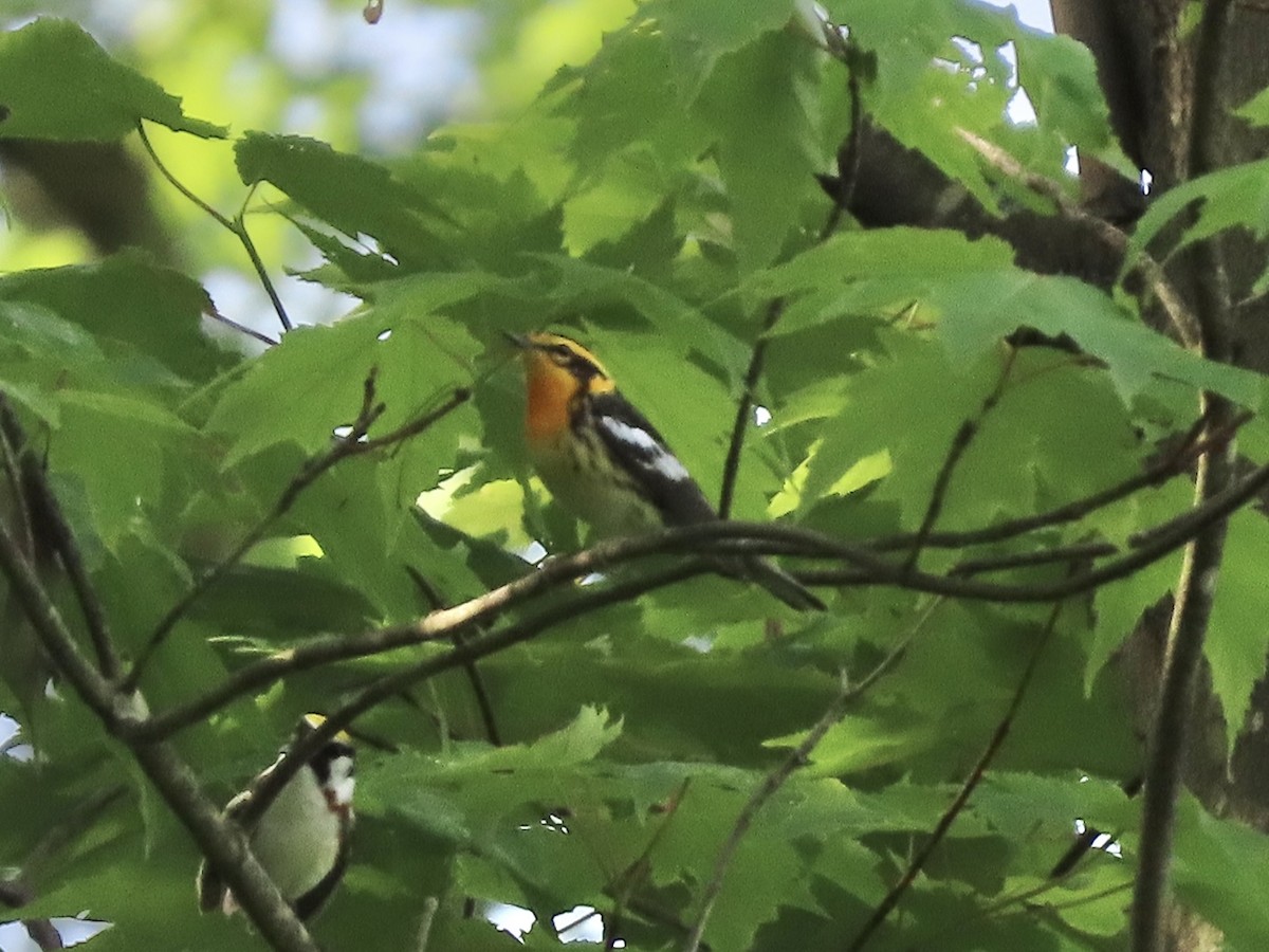 Blackburnian Warbler - Tim Carney