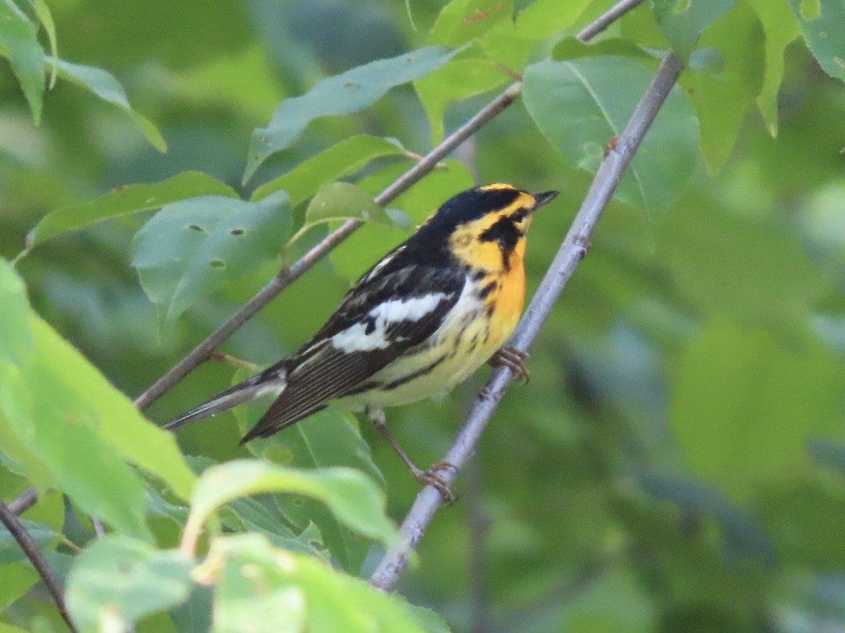 Blackburnian Warbler - Tim Carney