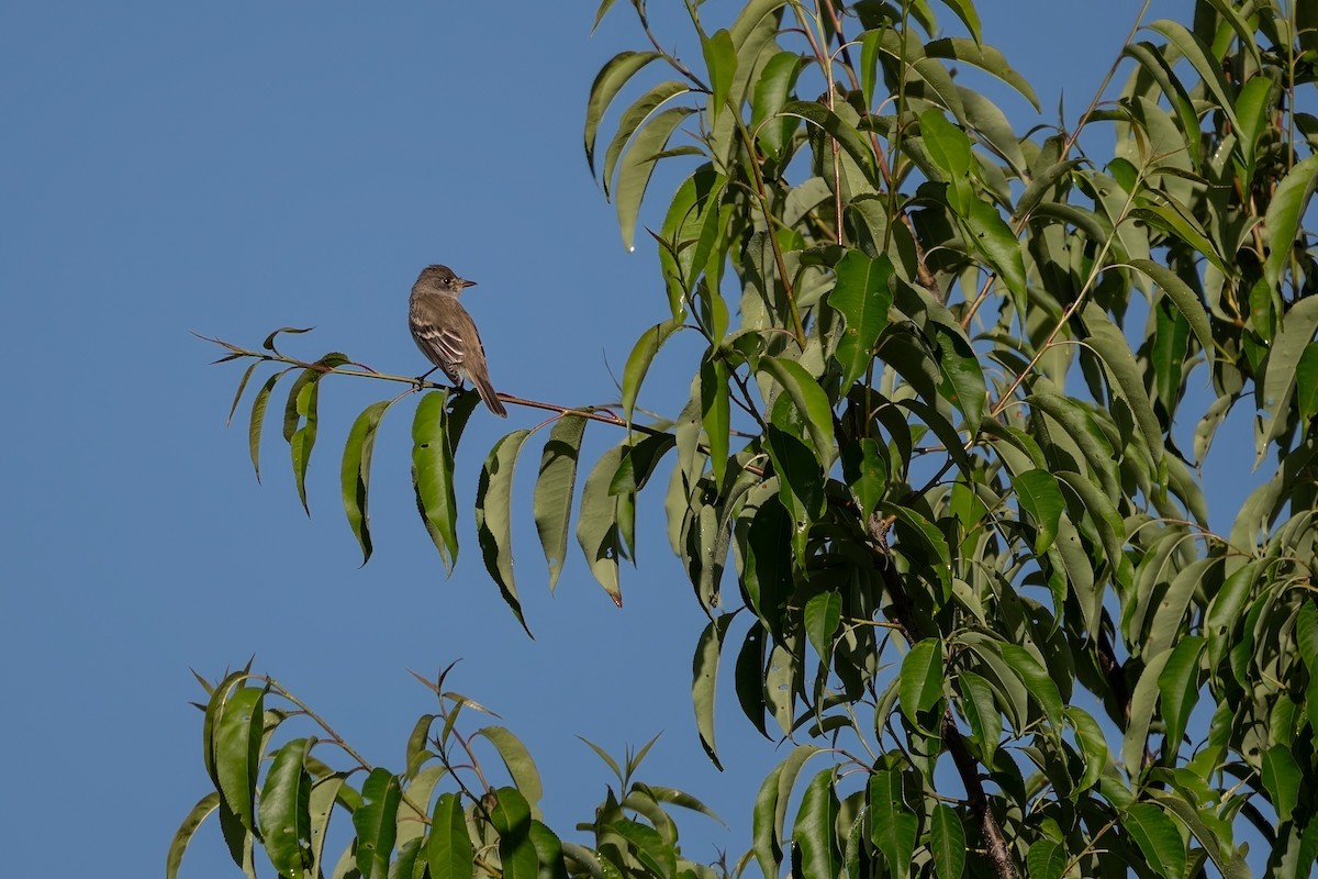 Willow Flycatcher - William Tilford