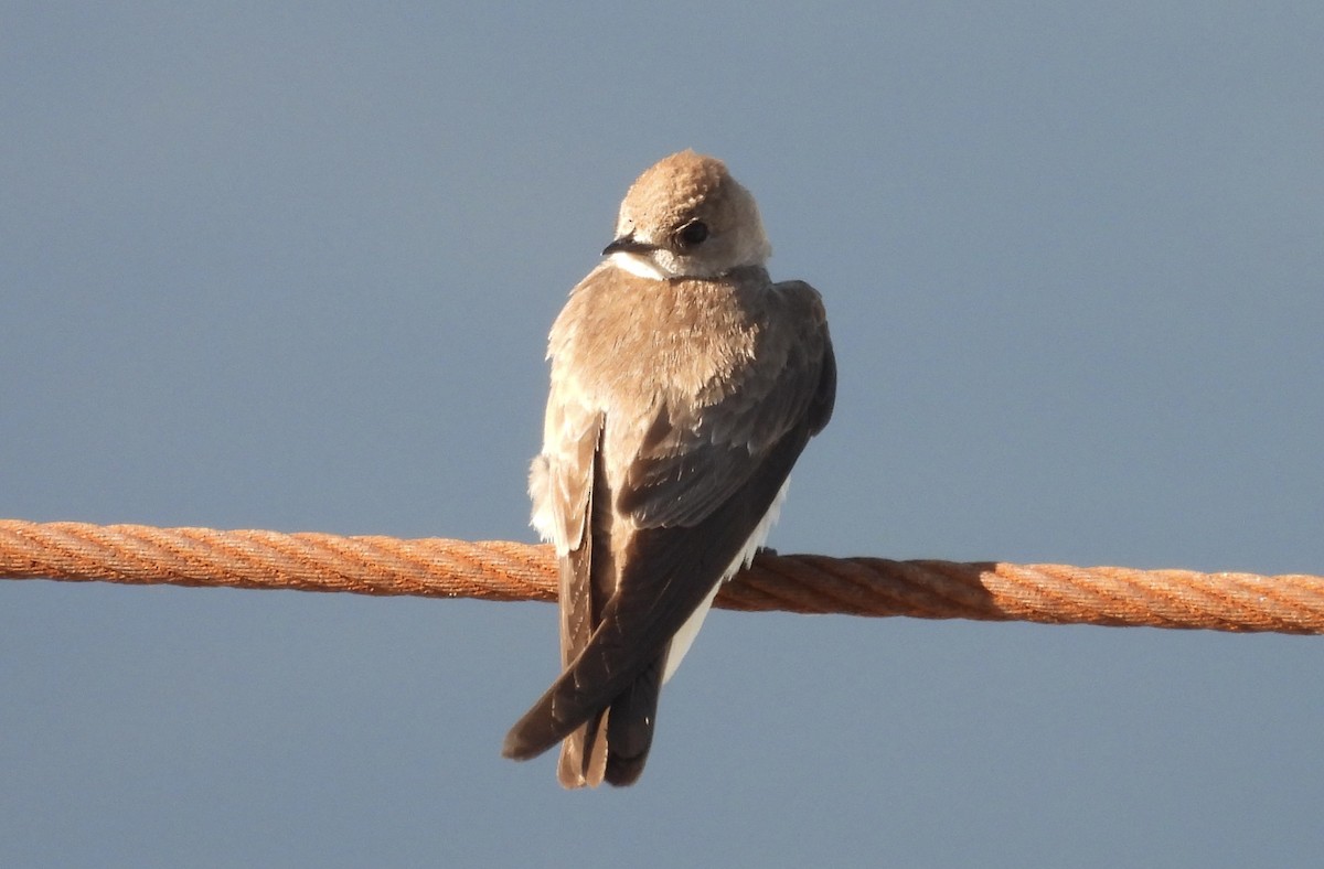 Northern Rough-winged Swallow - ML619667010