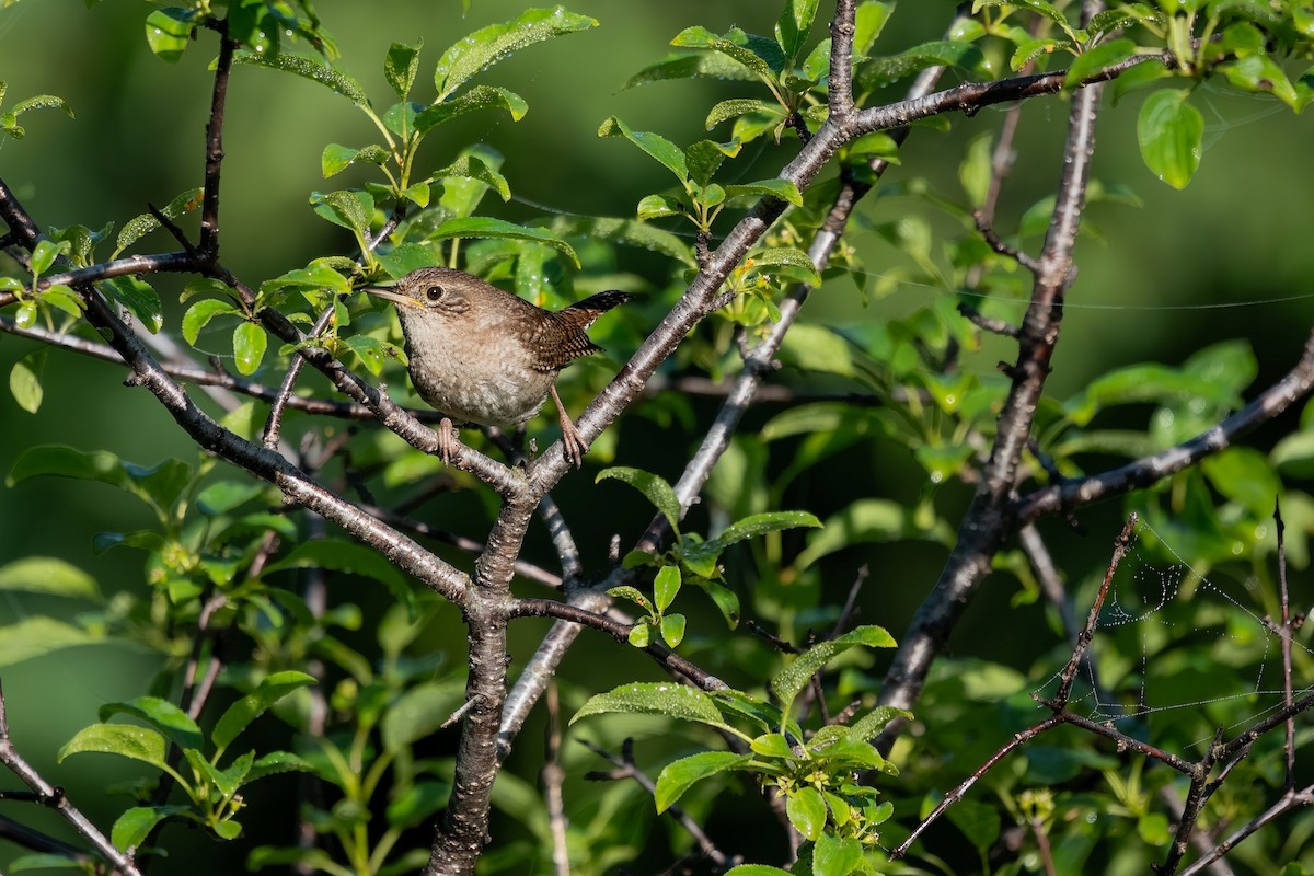 House Wren - ML619667020