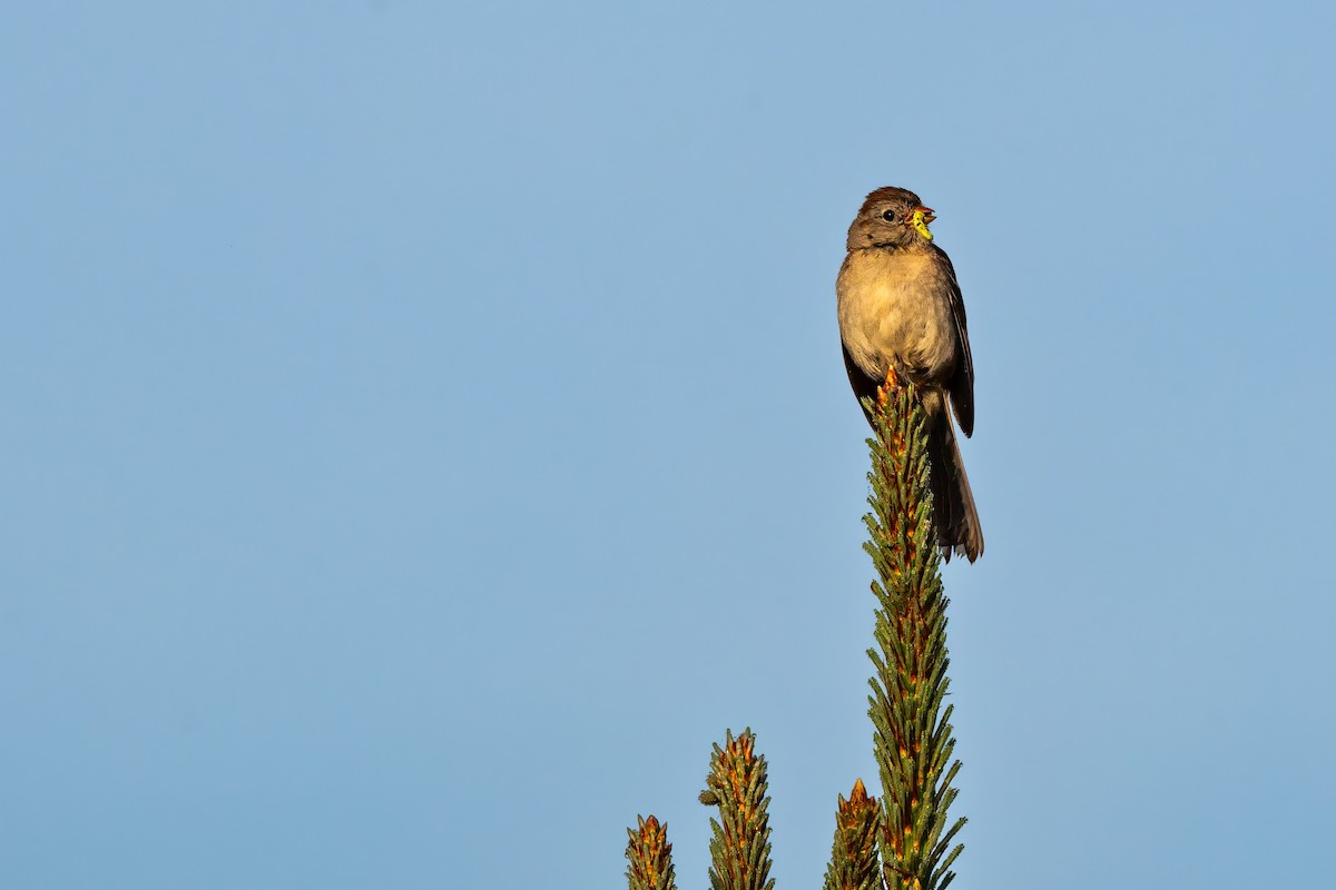 Field Sparrow - ML619667024