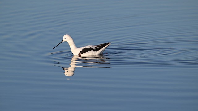 Banded Stilt - ML619667025