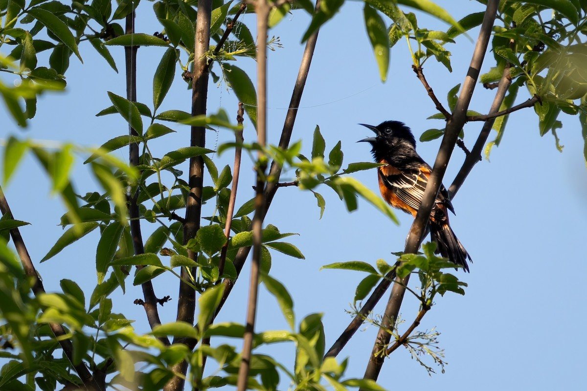 Orchard Oriole - ML619667027