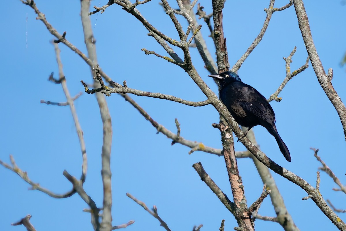 Common Grackle - ML619667028