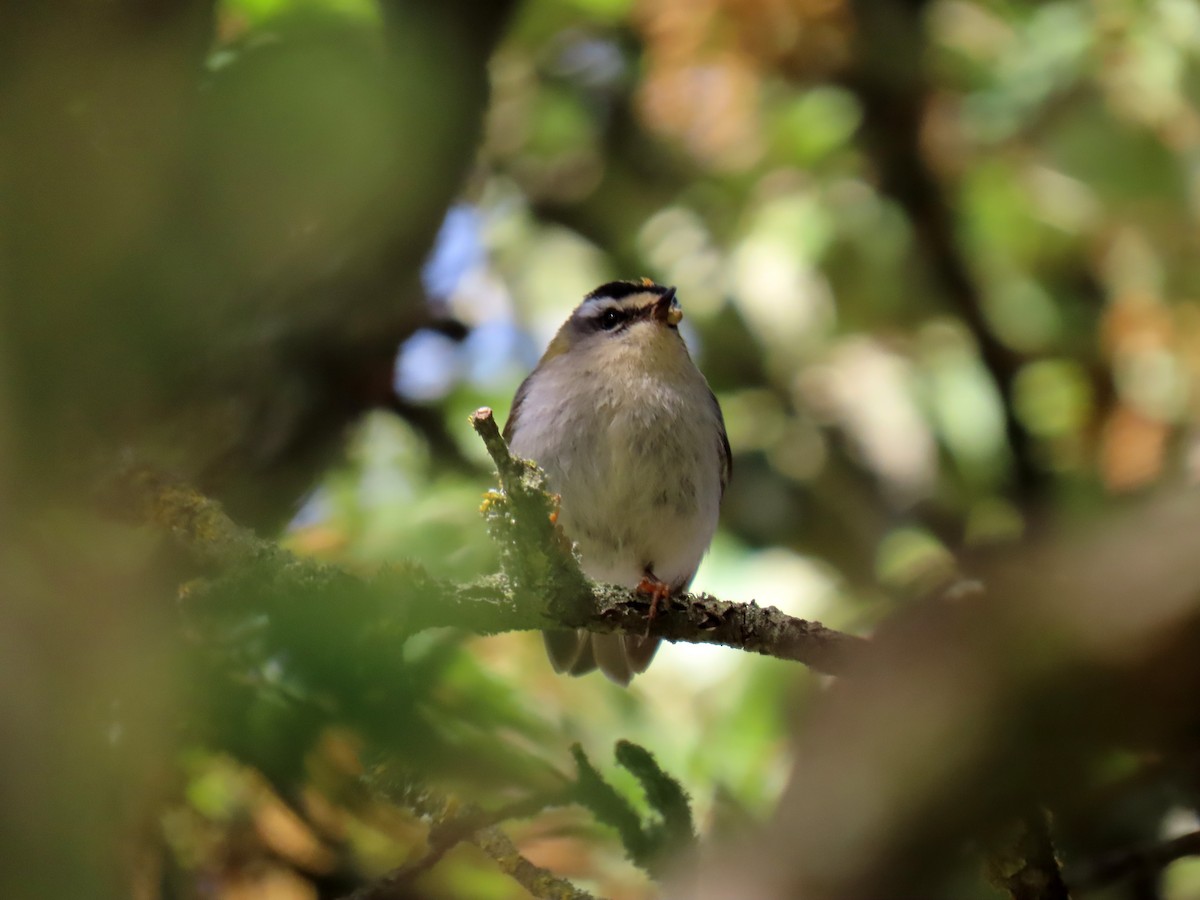 Common Firecrest - Francisco Javier Calvo lesmes