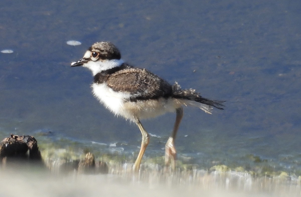 Killdeer - Erica Kawata