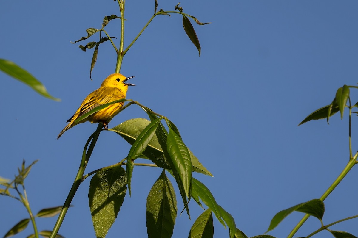 Yellow Warbler - William Tilford