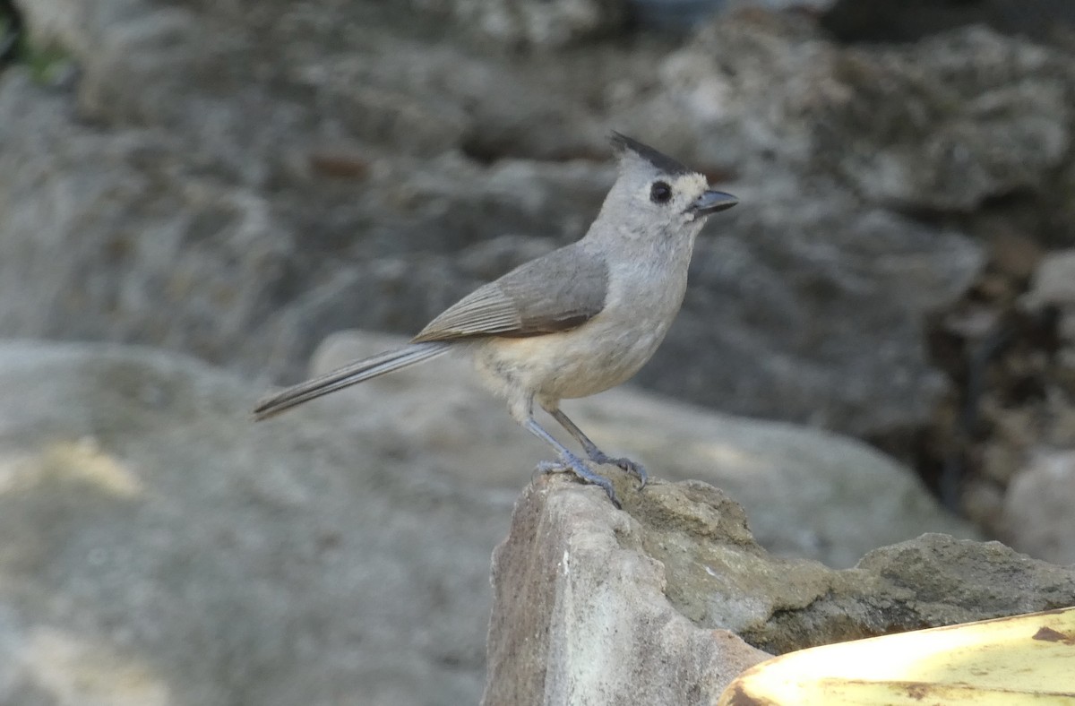 Black-crested Titmouse - Kirra Loves Cats