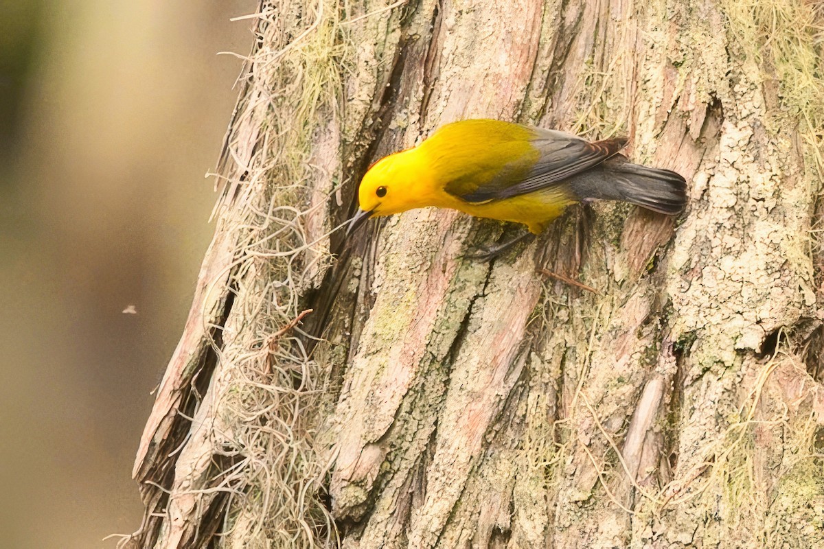 Prothonotary Warbler - Christine Kozlosky