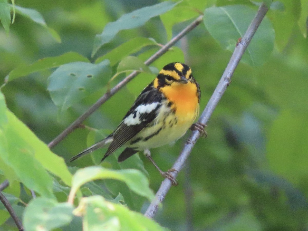 Blackburnian Warbler - Tim Carney