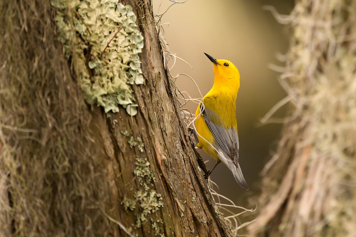 Prothonotary Warbler - Christine Kozlosky