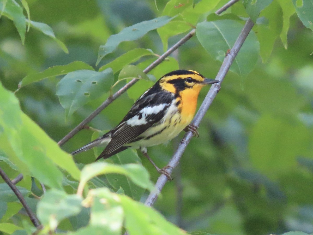 Blackburnian Warbler - Tim Carney