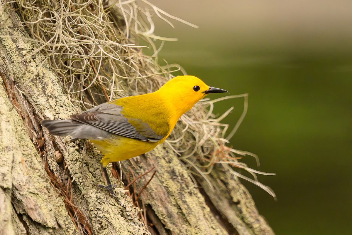 Prothonotary Warbler - Christine Kozlosky