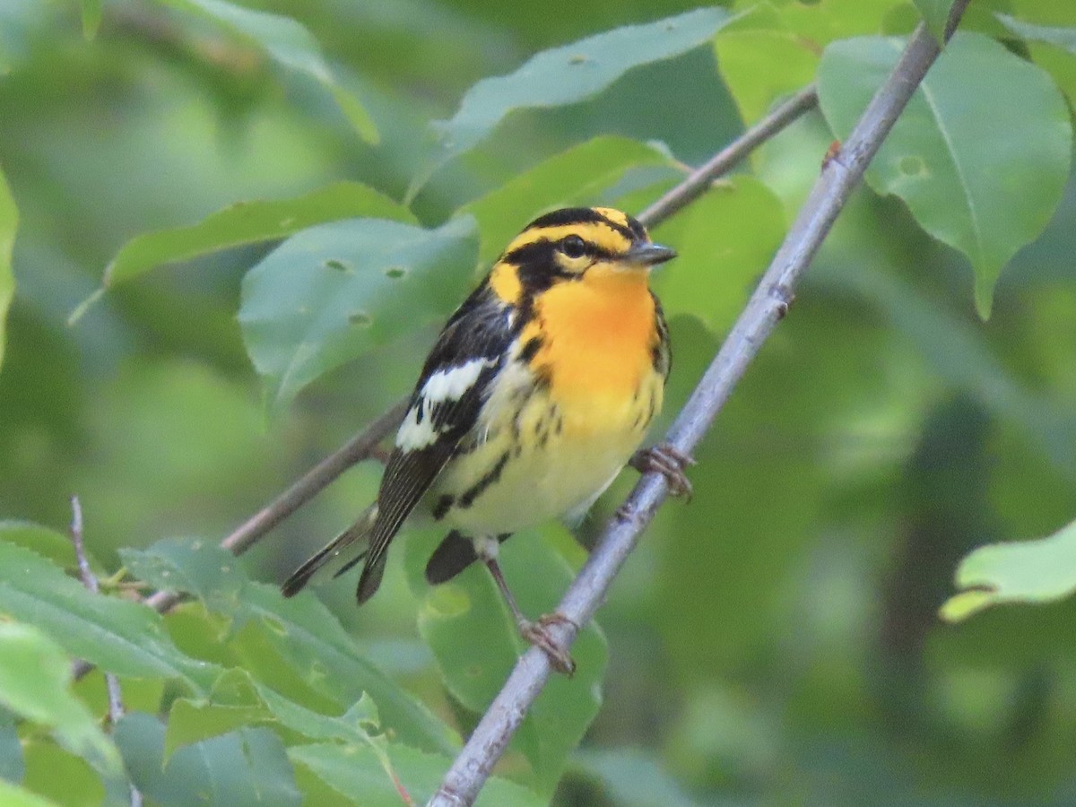 Blackburnian Warbler - Tim Carney