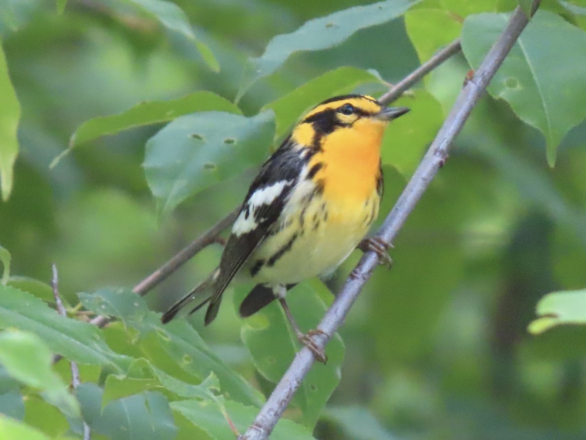 Blackburnian Warbler - Tim Carney