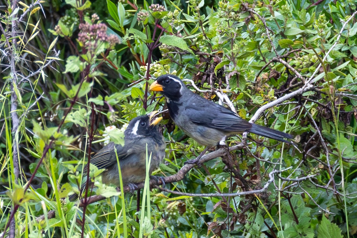 Golden-billed Saltator - Lutz Duerselen