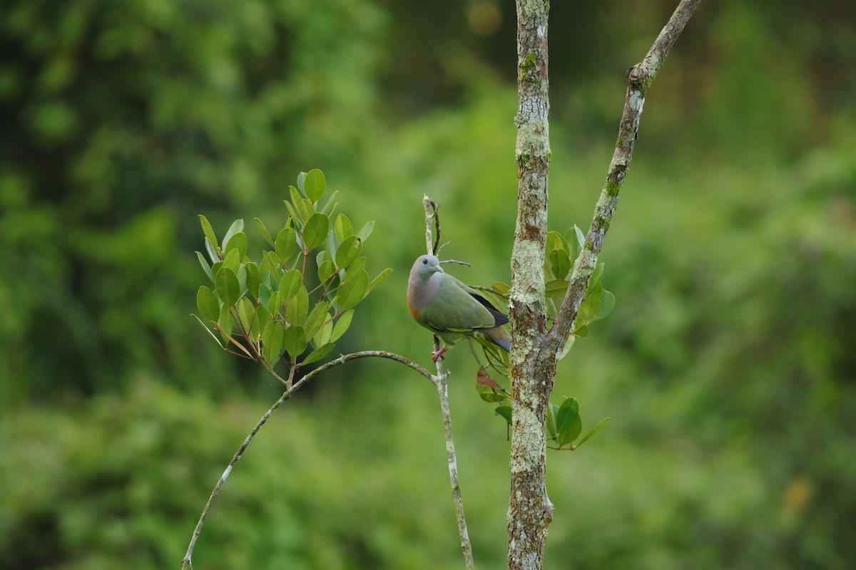 Розовошейный зелёный голубь - ML619667058