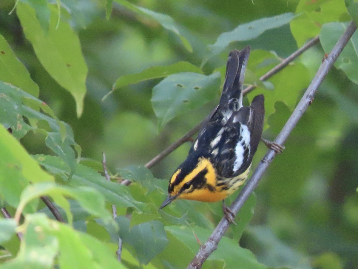 Blackburnian Warbler - Tim Carney