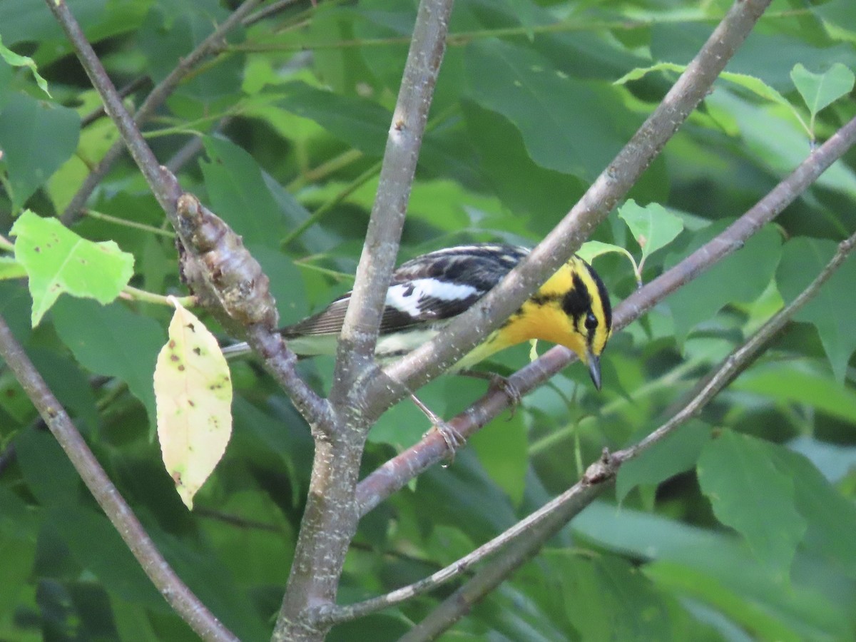 Blackburnian Warbler - Tim Carney