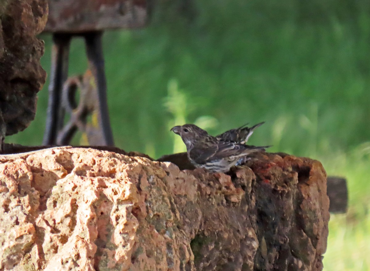 Red Crossbill - ML619667088