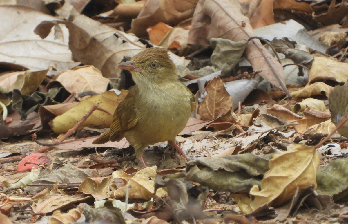 Gray-eyed Bulbul - ML619667095