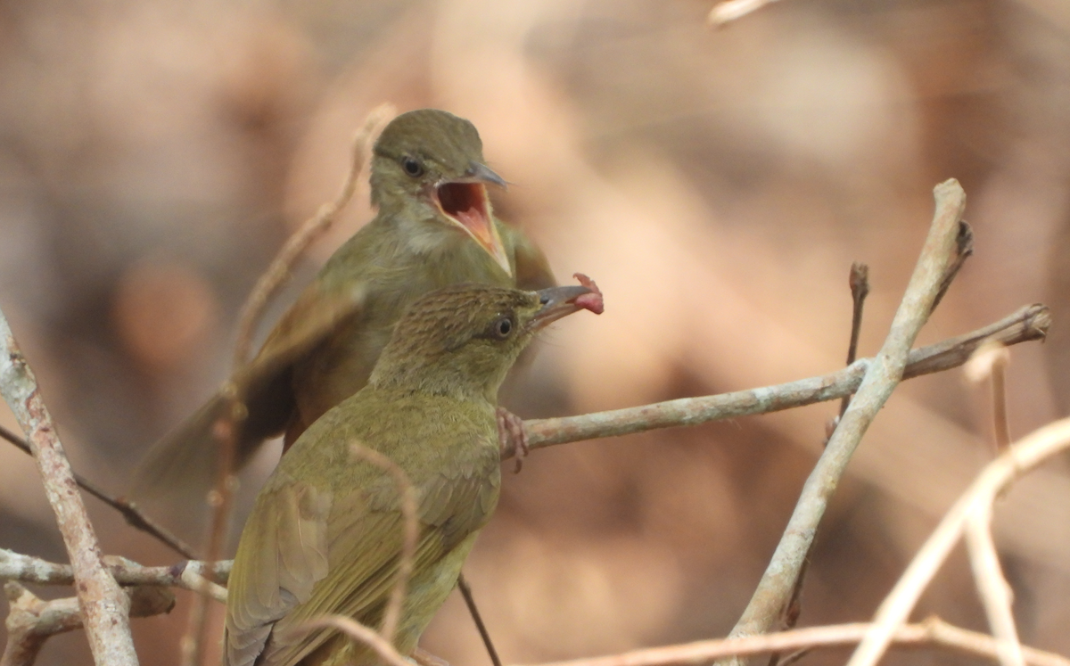 Gray-eyed Bulbul - ML619667104