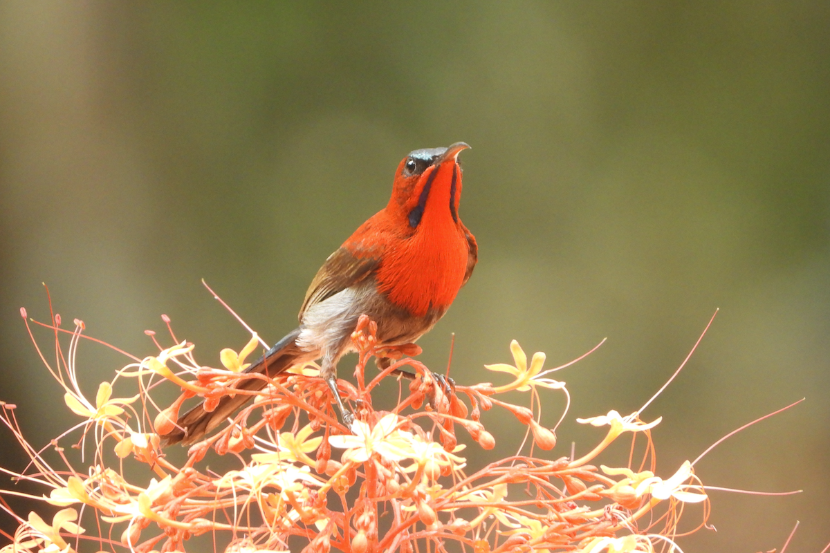 Crimson Sunbird - ML619667107