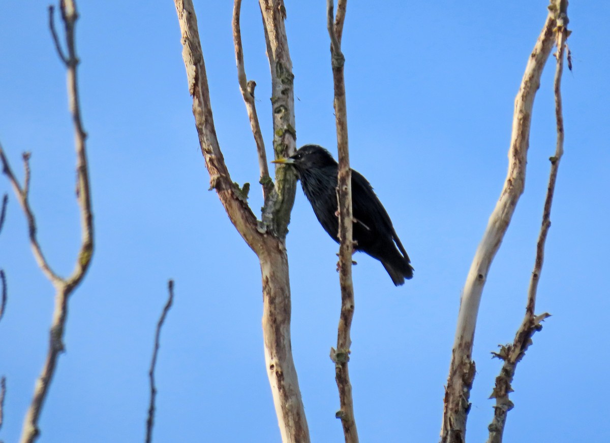 Spotless Starling - Francisco Javier Calvo lesmes