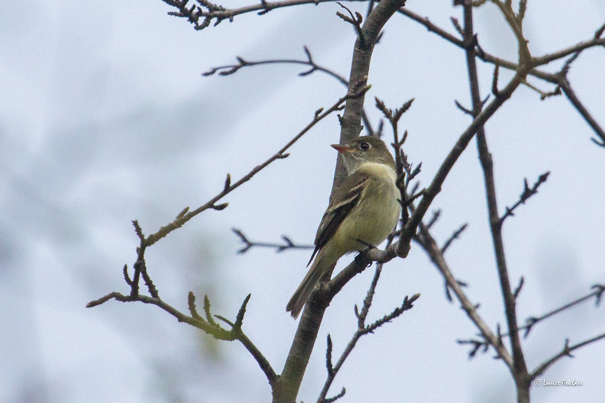 Least Flycatcher - Louise Auclair