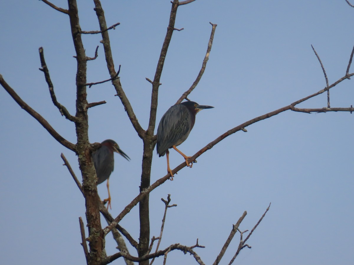 Green Heron - Peggy Dempsey