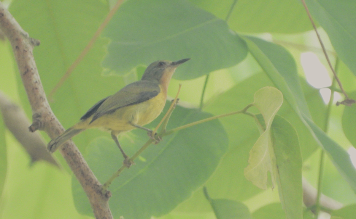 Ruby-cheeked Sunbird - Alfred McLachlan-Karr