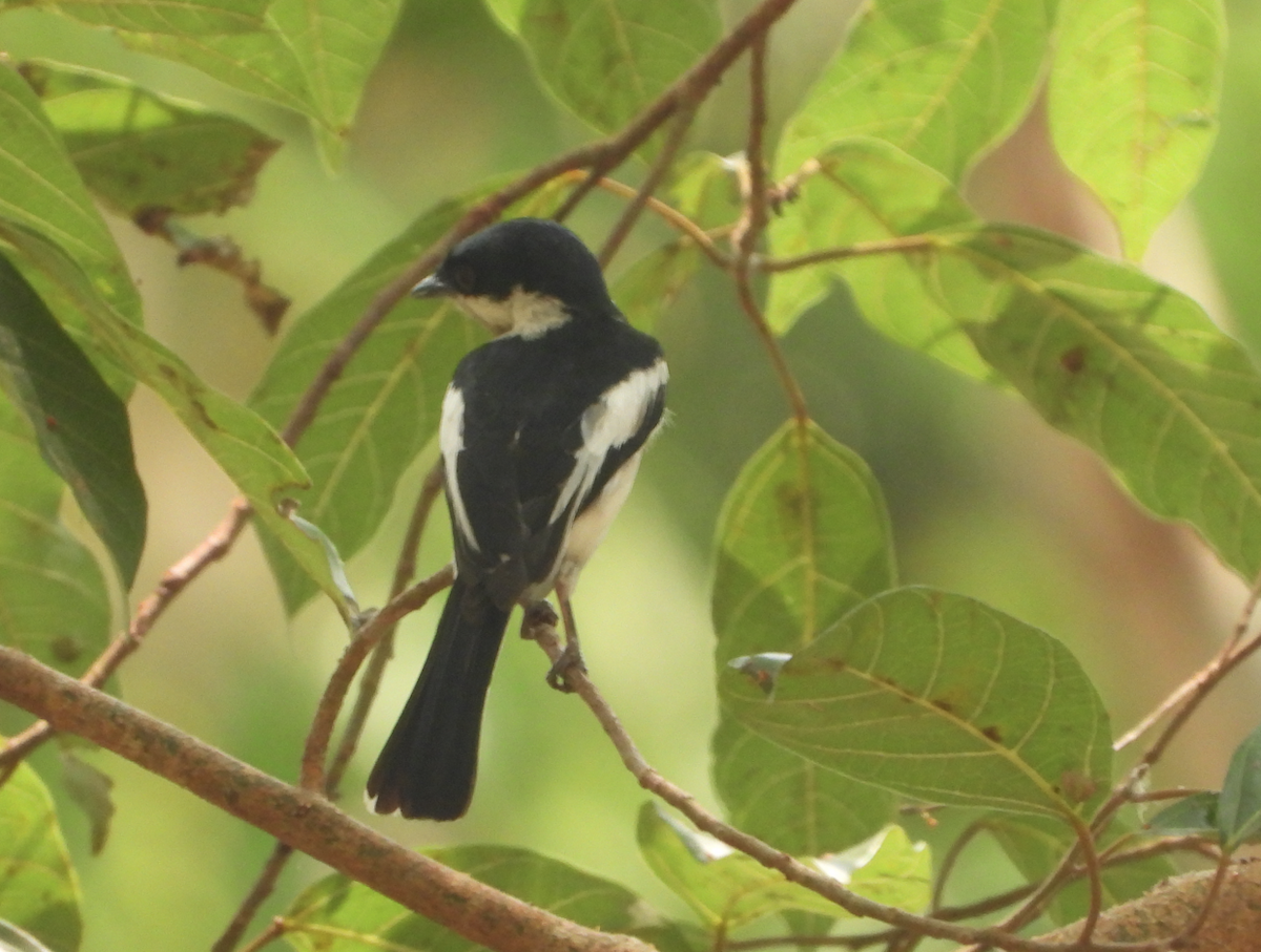 Bar-winged Flycatcher-shrike - Alfred McLachlan-Karr