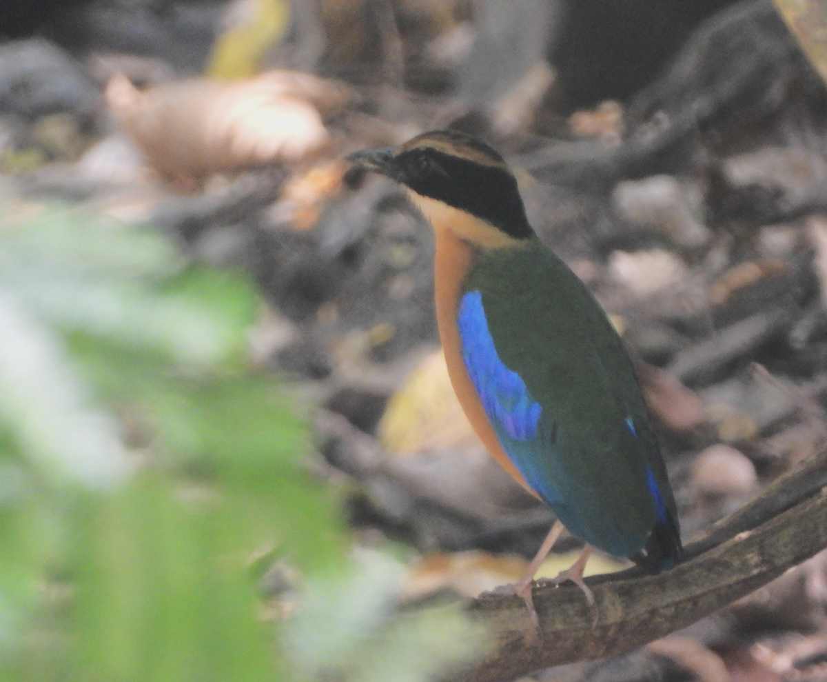 Blue-winged Pitta - ML619667138