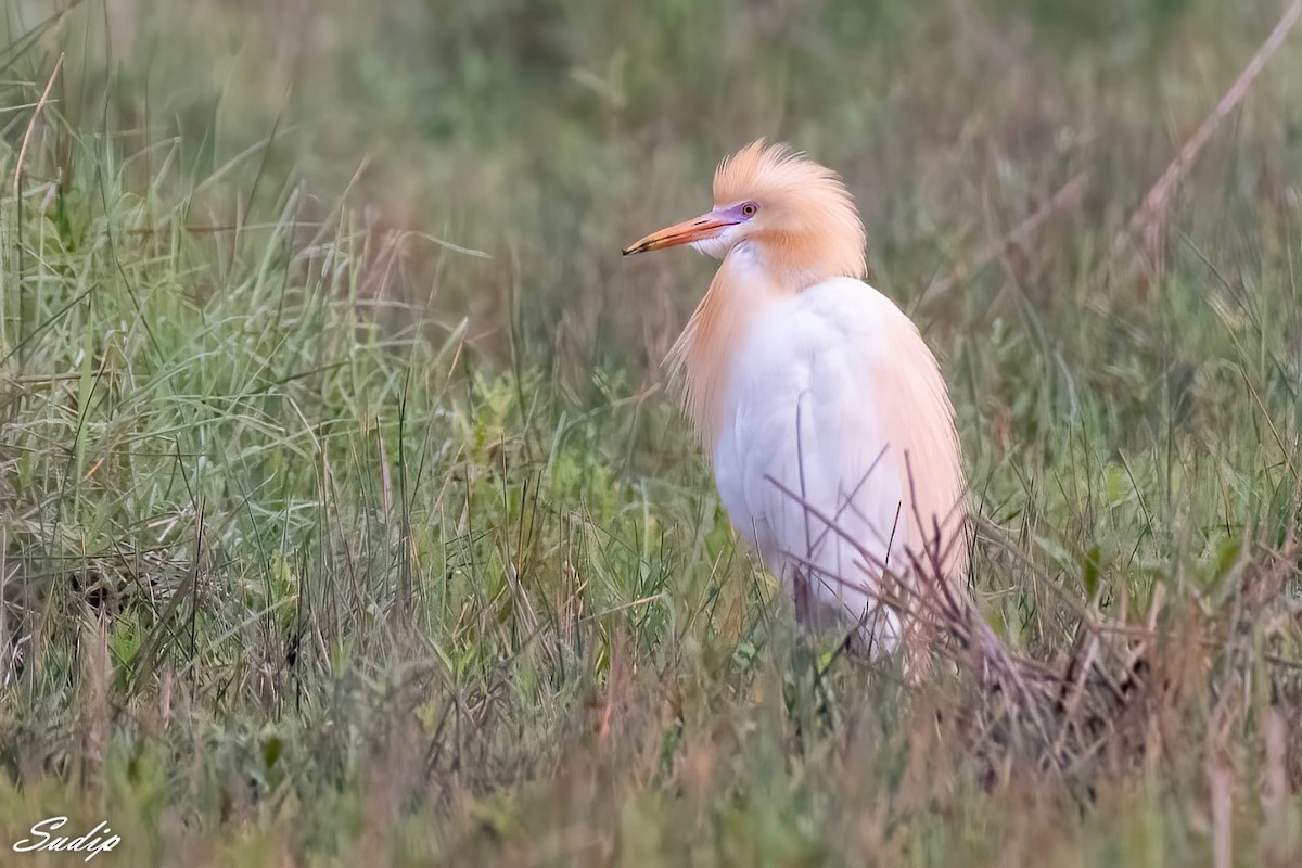 Eastern Cattle Egret - ML619667146