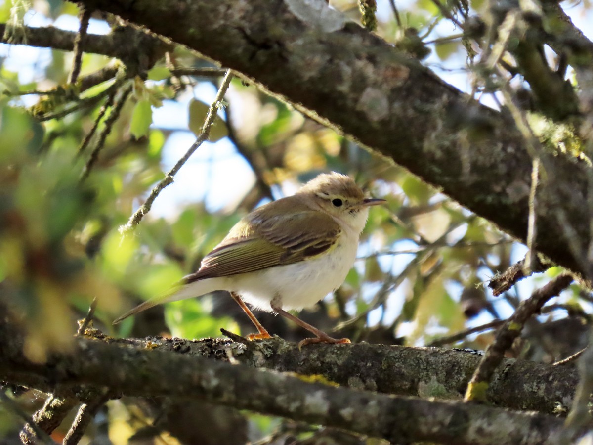 Western Bonelli's Warbler - ML619667147