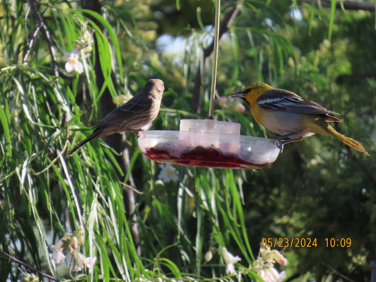 Bullock's Oriole - Andy Harrison