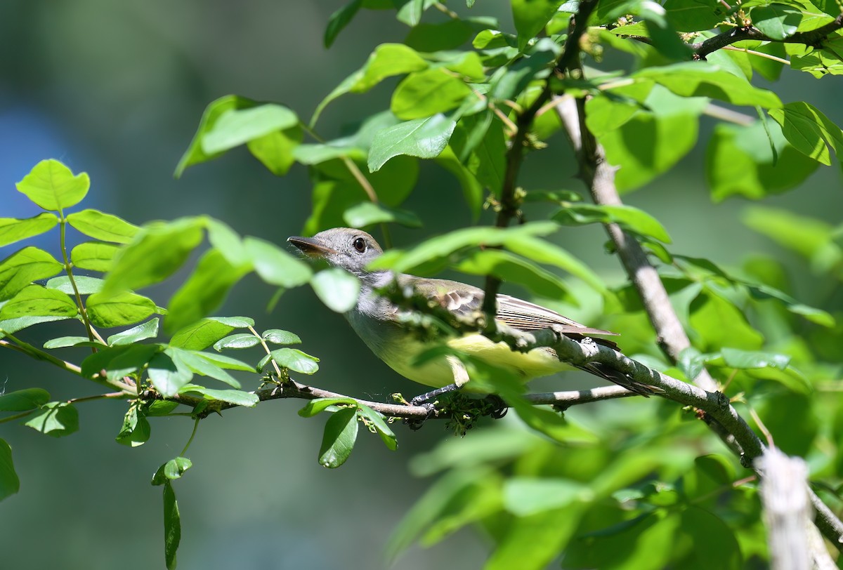 Great Crested Flycatcher - Leslie and David Kraus