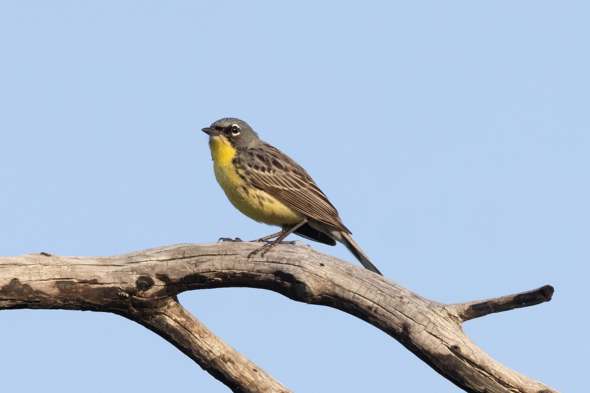 Kirtland's Warbler - Kees de Mooy