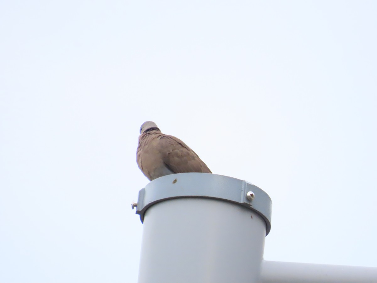 Red Collared-Dove - 韋勳 陳