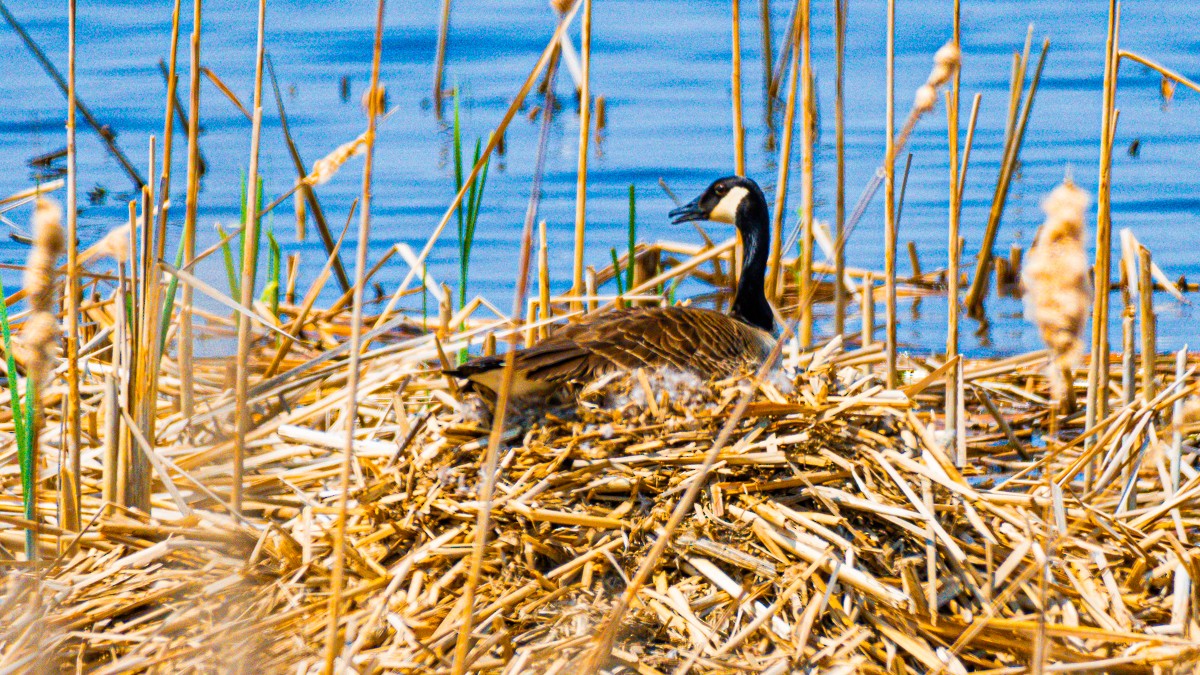 Canada Goose - Edward Lewis