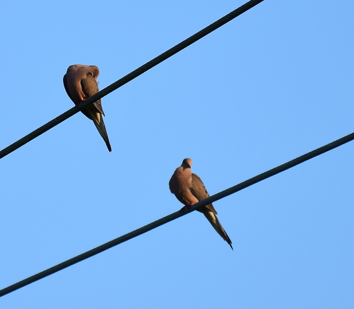 Mourning Dove - John Wolaver