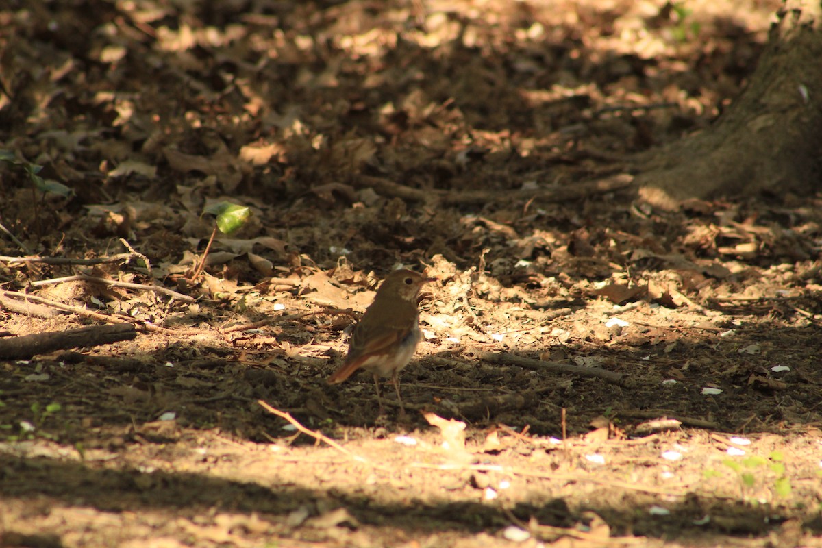 Hermit Thrush - ML619667159