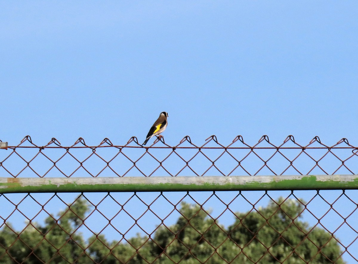 European Goldfinch - Francisco Javier Calvo lesmes