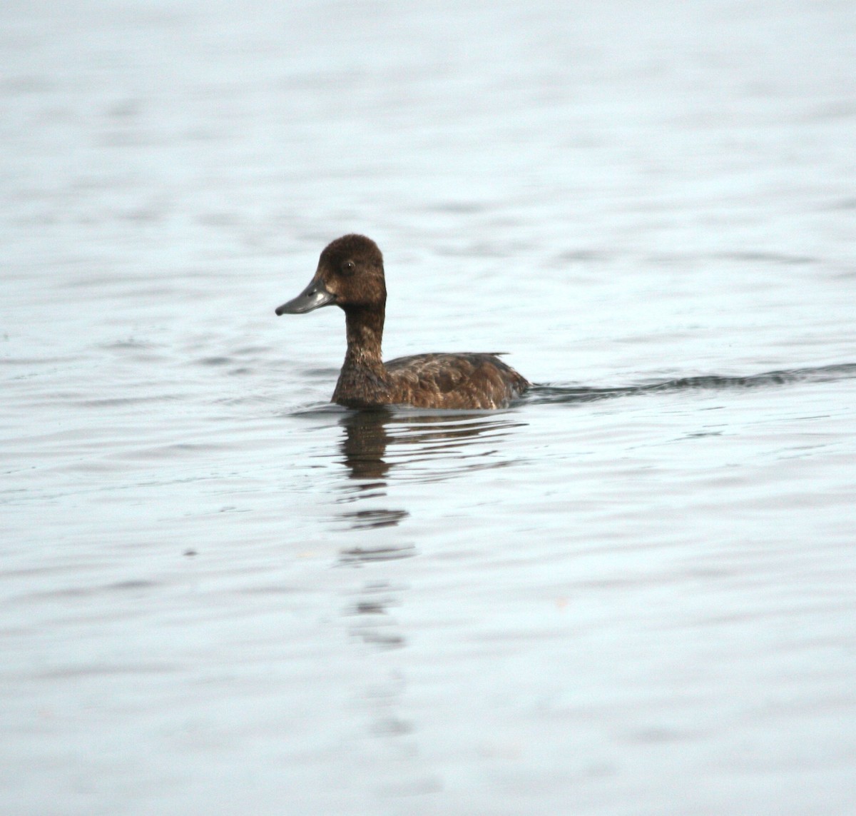 Lesser Scaup - Marc Hanneman