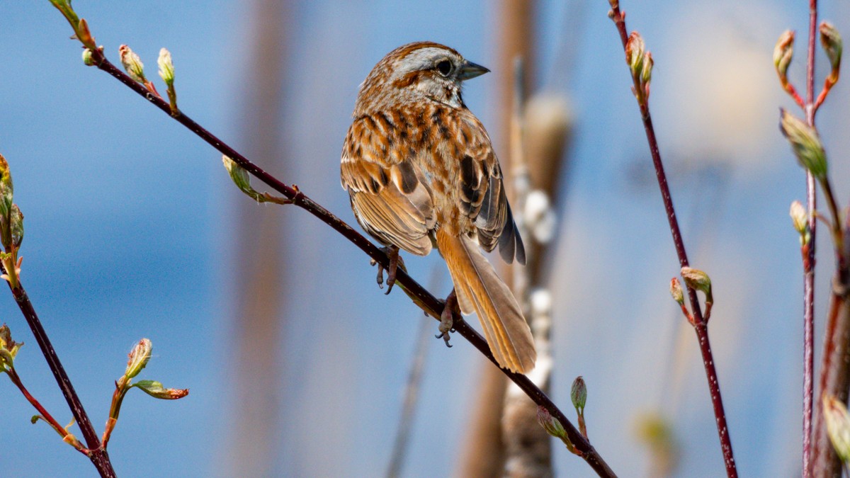 Song Sparrow - Edward Lewis
