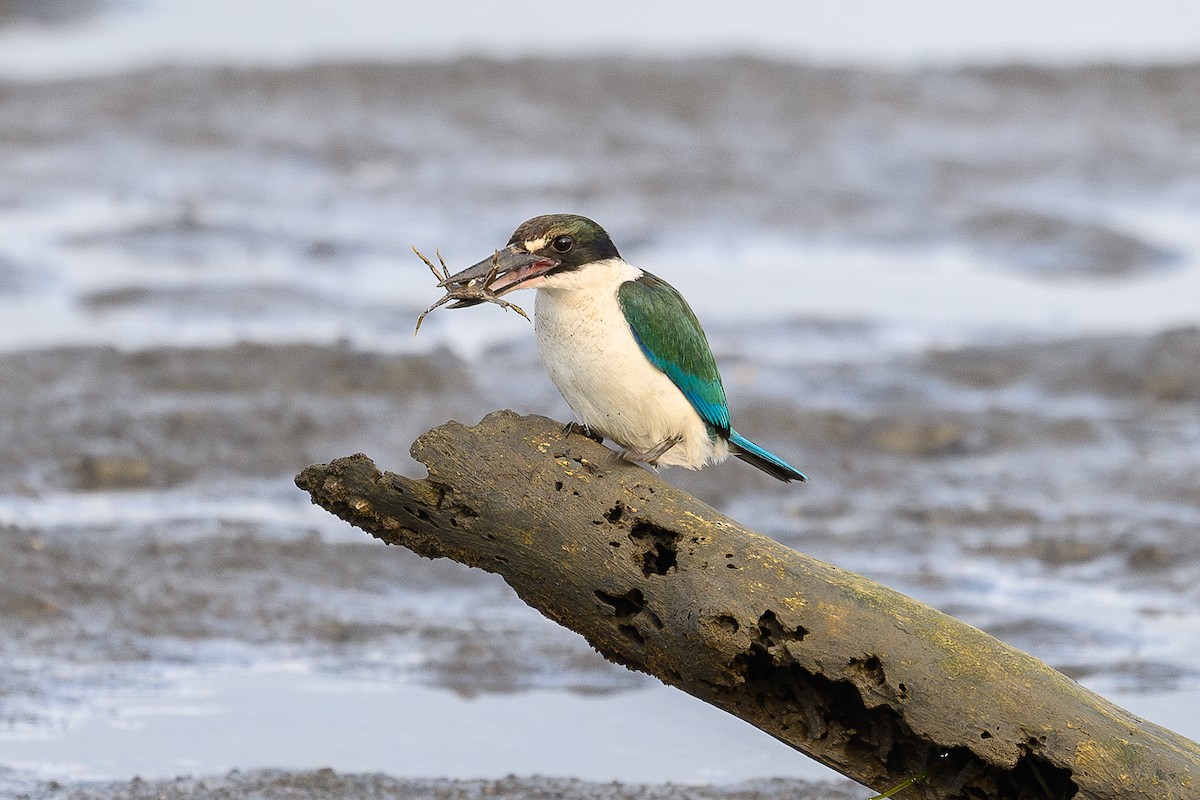 Torresian Kingfisher - David Southall