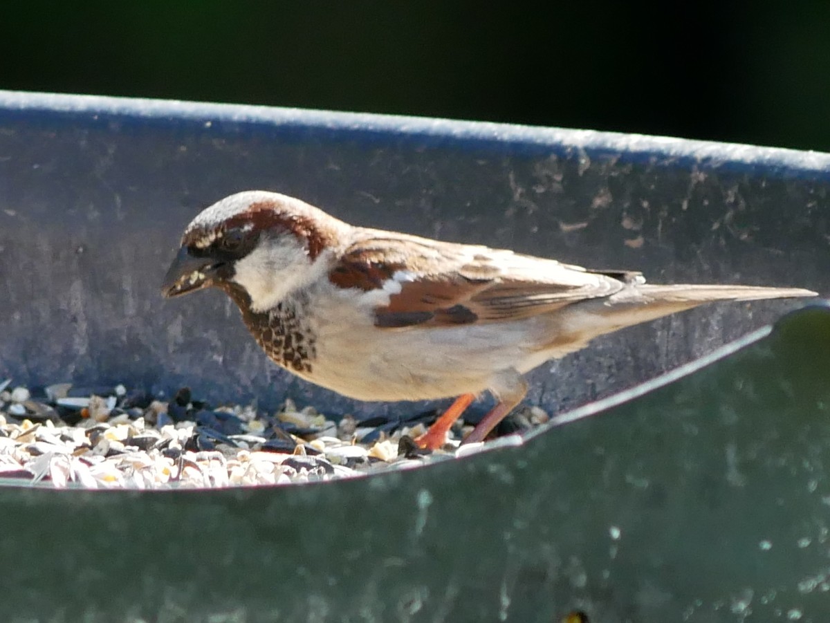House Sparrow - Gérard  Viens