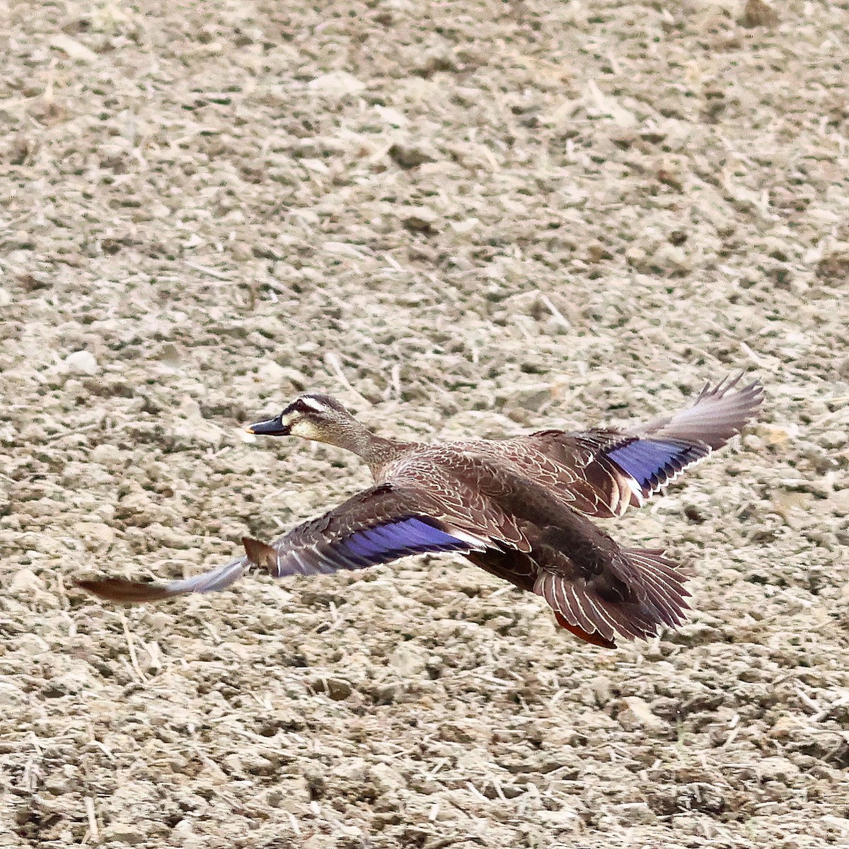 Eastern Spot-billed Duck - ML619667185